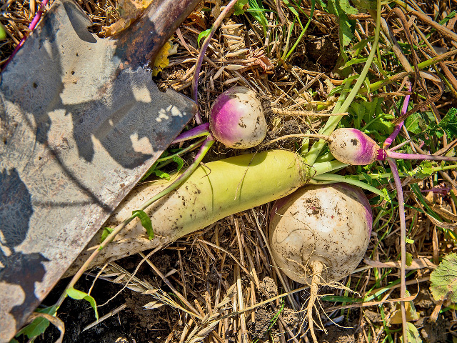 Radishes are a popular cover crop that are also good for grazing. (DTN&#092;Progressive Farmer file photo by Greg Latza)